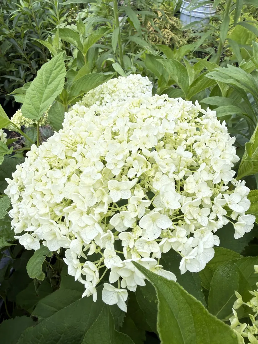 Annabelle Hydrangea, the free plant for joining the email list