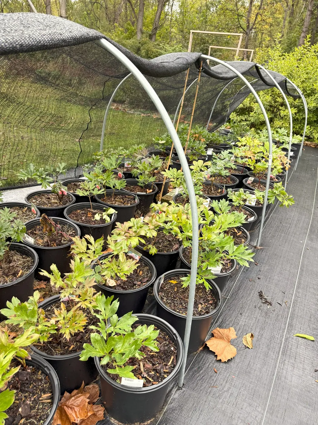 Potted plants lined up on the nursery benches