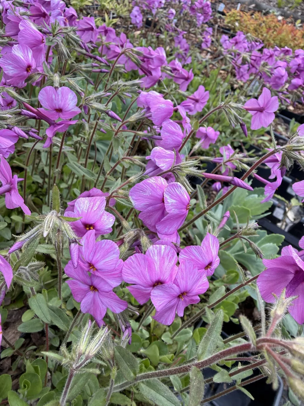 Purple creeping phlox in bloom on the nursery benches
